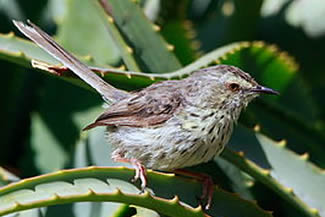 Karooprinia - Prinia maculosa